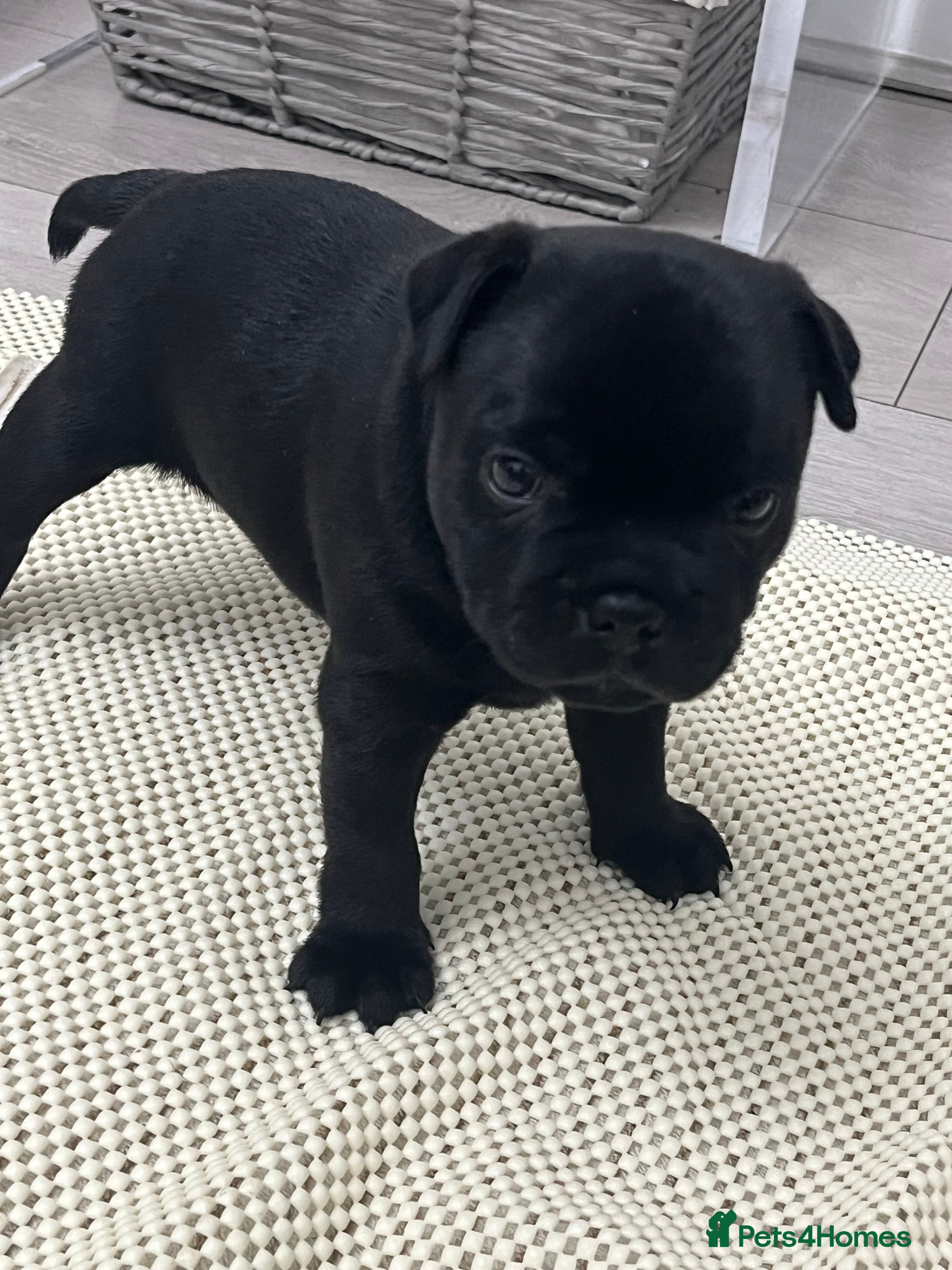 Staffordshire Bull Terrier dogs KC registered Staffordshire bull terrier puppy  - Advert 1