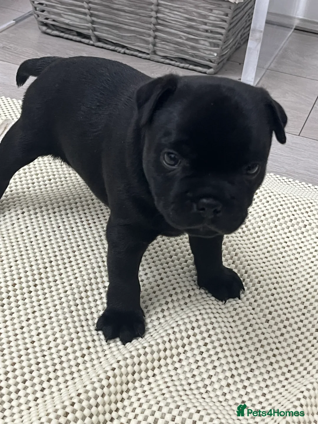 Staffordshire Bull Terrier dogs for sale: KC registered Staffordshire bull terrier puppy  - Advert 1