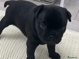 Staffordshire Bull Terrier dogs KC registered Staffordshire bull terrier puppy - Advert 1