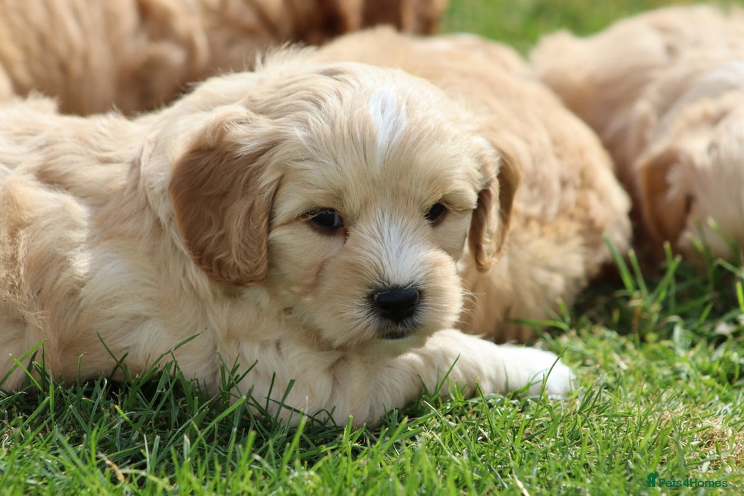Cavapoochon dogs for sale: Beautiful Cavapoochon puppies for sale - Image 20
