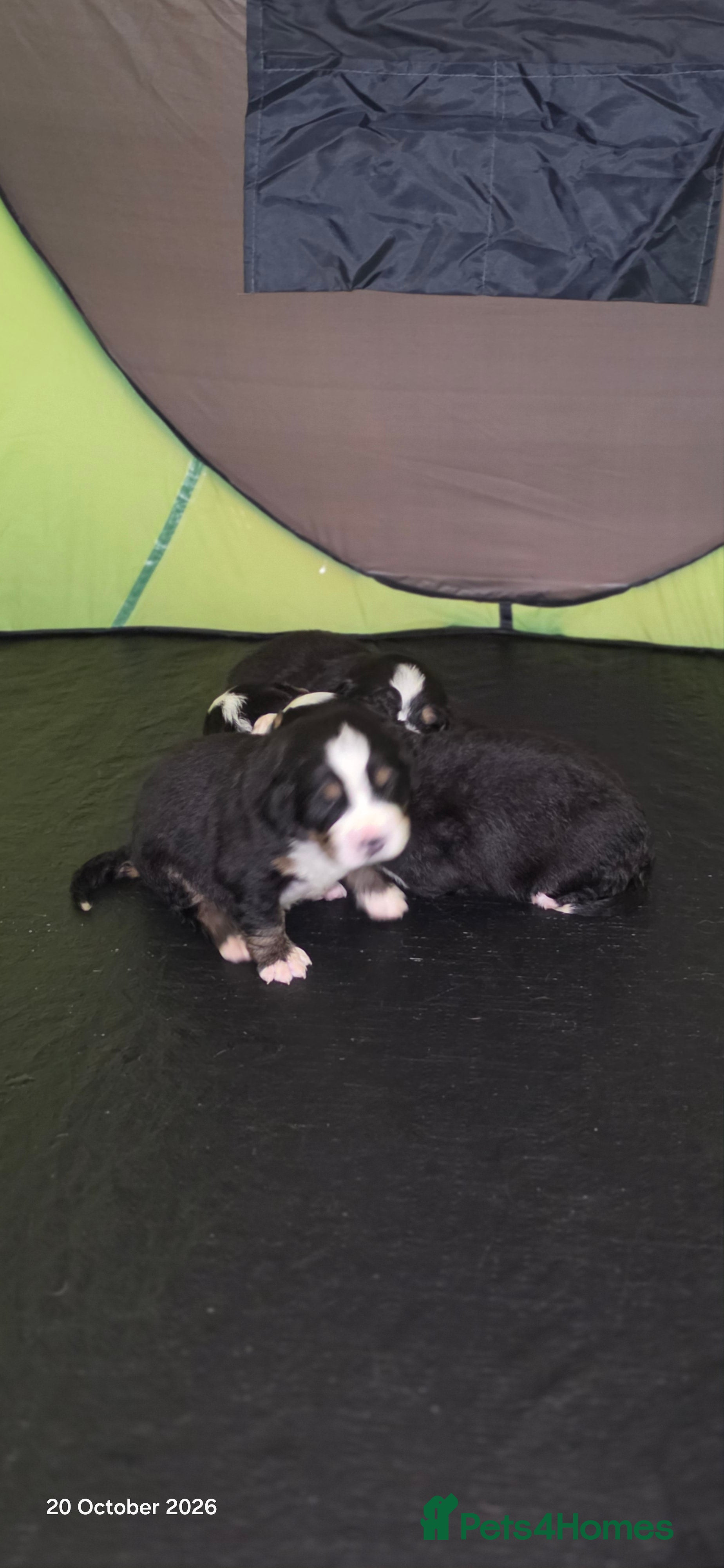 Bernese Mountain Dog dogs 🐾 Seven Beautiful Bernese Mountain Dog Puppies. - Advert 2