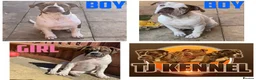 Alapaha Blue Blood Bulldog dogs for sale: Pure bred pedigree ALAPAHAS 3left - Advert 2