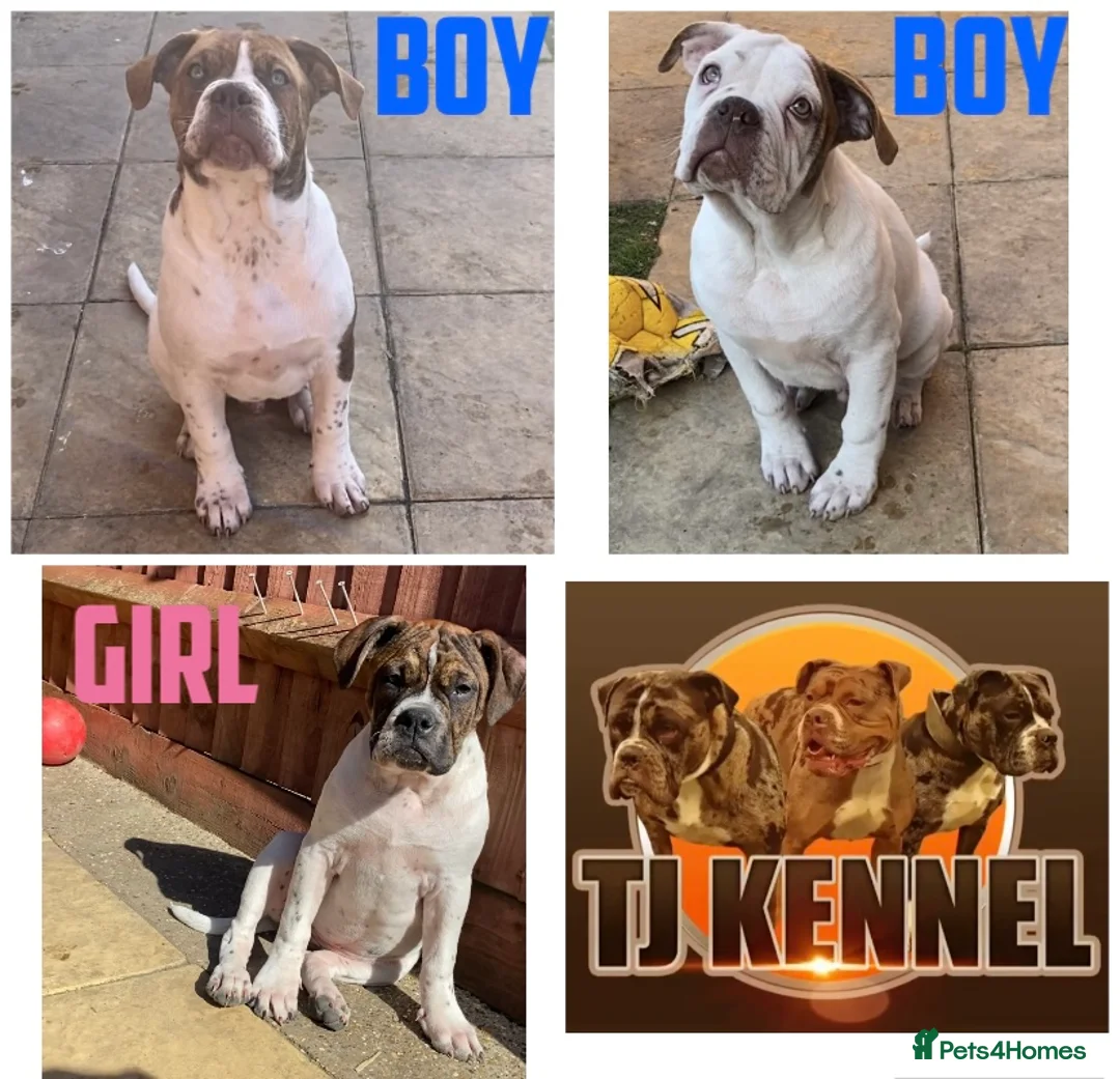 Alapaha Blue Blood Bulldog dogs for sale: Pure bred pedigree ALAPAHAS 3left - Advert 2