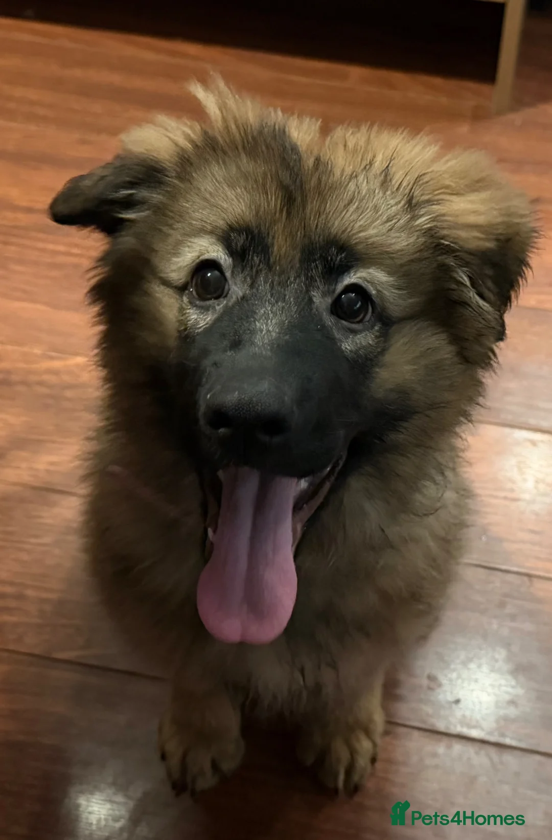 German Shepherd dogs for sale: Female German Shepherd Puppy **available now** - Advert 1