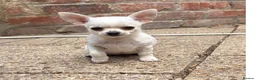 Chihuahua dogs for sale: Beautiful KC White Girl  - Advert 2