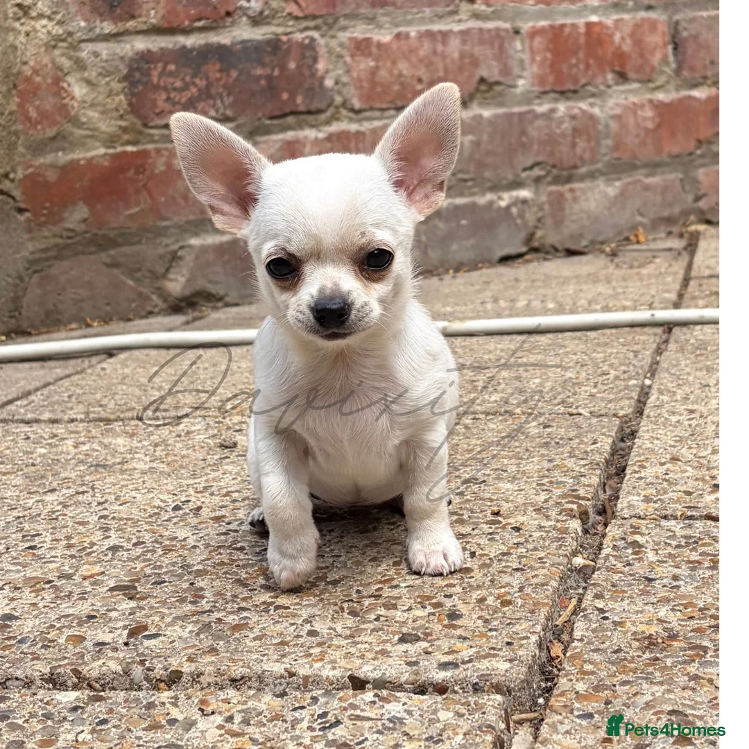 Chihuahua dogs for sale: Beautiful KC White Girl  - Advert 2
