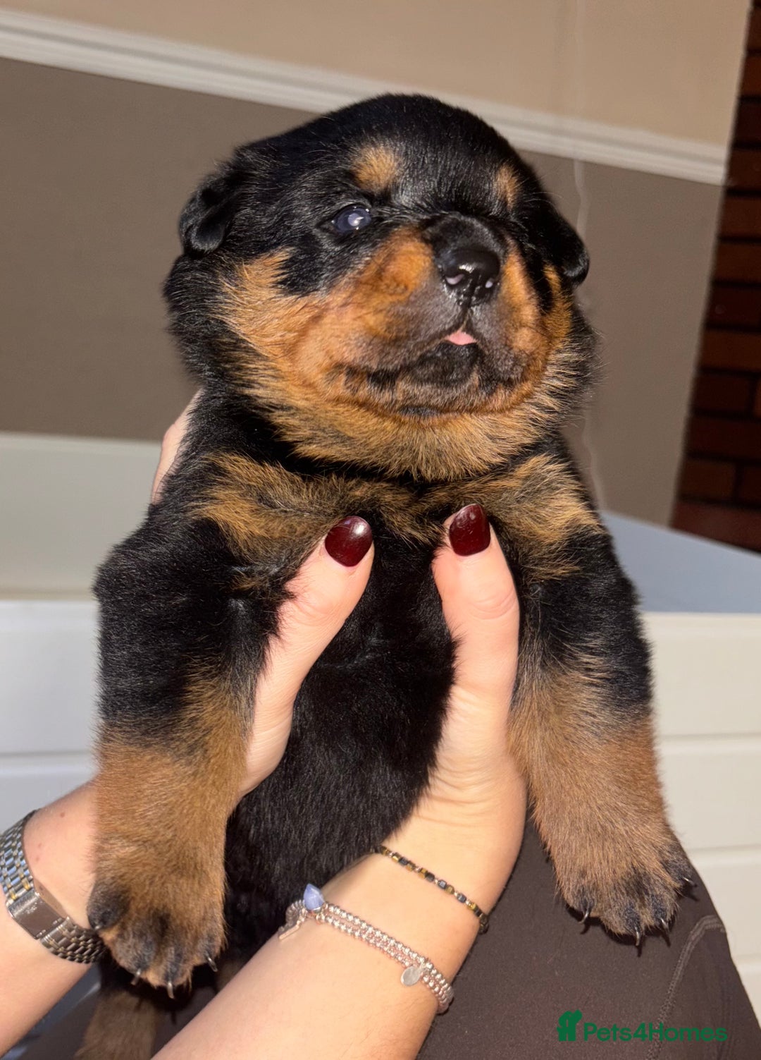 Rottweiler dogs for sale: Rottwieler pups kc registered - Advert 12