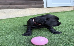 Cocker Spaniel dogs for sale: 3 Beautiful cocker spaniel puppies 2 boys 1 girl - Image 13