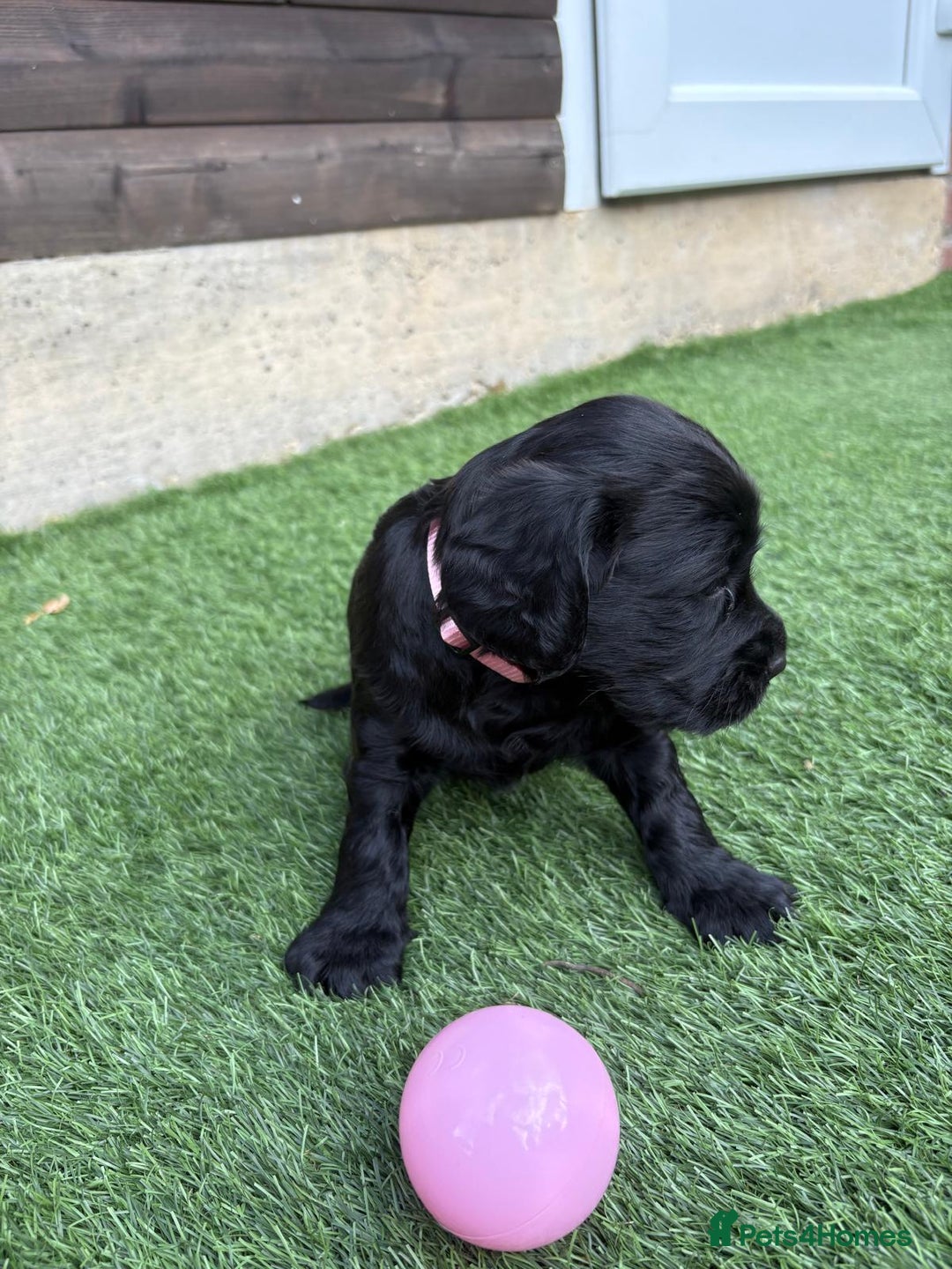 Cocker Spaniel dogs for sale: 3 Beautiful cocker spaniel puppies 2 boys 1 girl - Image 13
