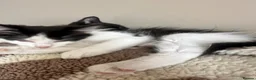 Mixed Breed cats for sale: 2 black and white kittens  - Advert 4