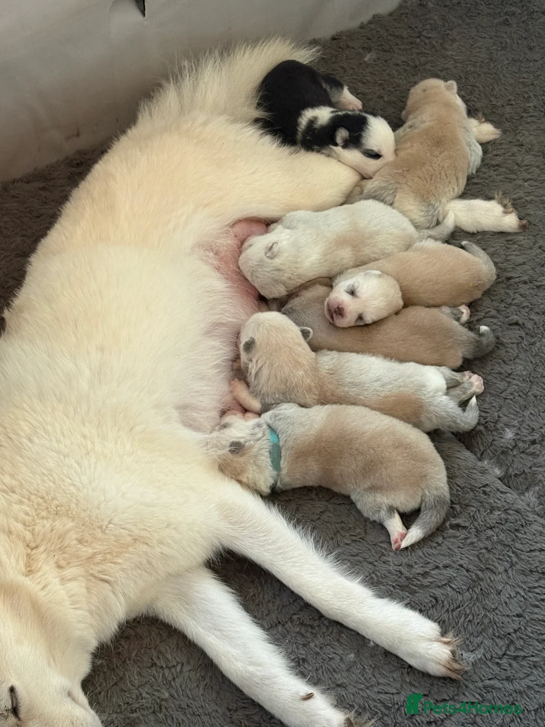 Pomsky dogs for sale: F2 Pomsky puppies  in Hereford - Advert 2