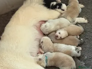 Pomsky dogs F2 Pomsky puppies - Advert 2