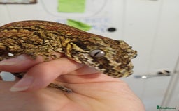 Gecko reptiles for sale: Gargoyle gecko - Image 1