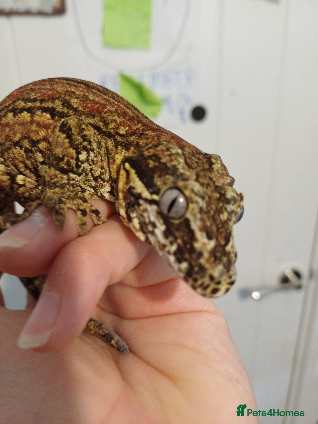 Gecko reptiles for sale: Gargoyle gecko - Image 1