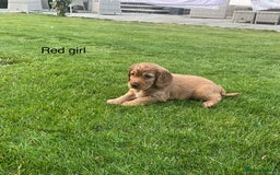 Cocker Spaniel dogs for sale: Hereditary clear Kc reg working Cocker spaniels - Image 6