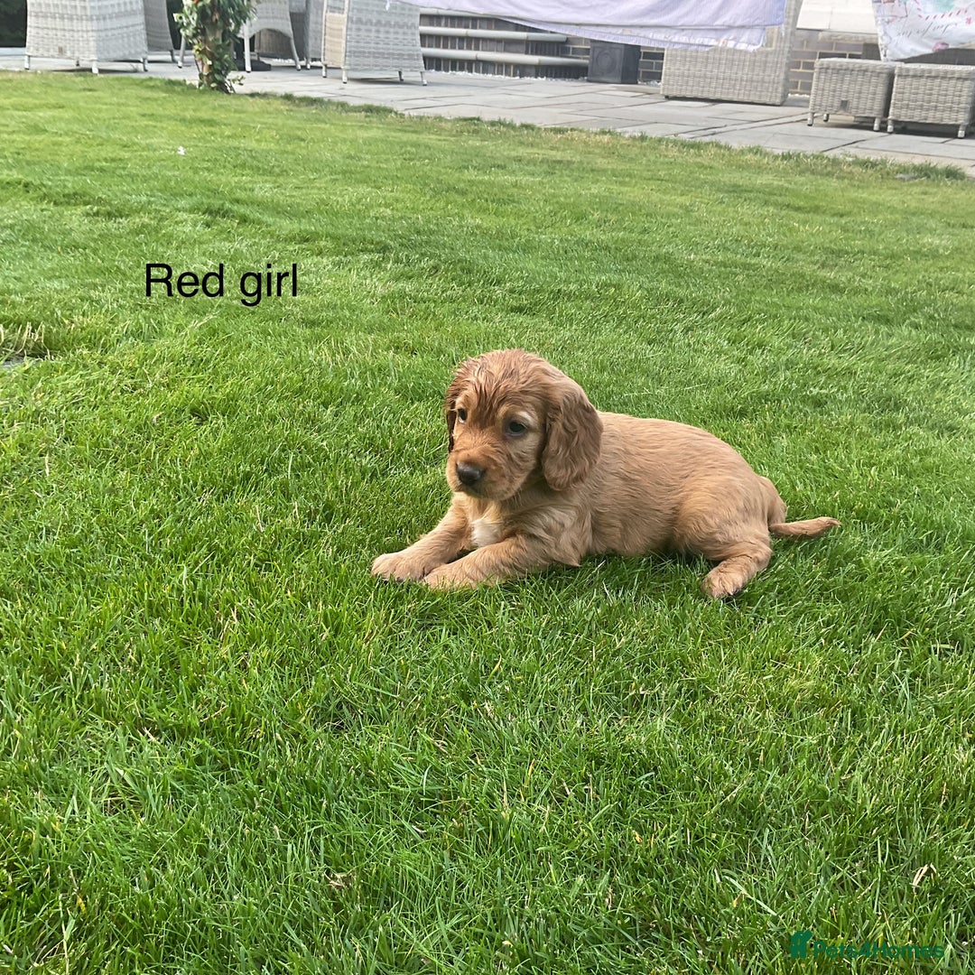 Cocker Spaniel dogs for sale: Hereditary clear Kc reg working Cocker spaniels - Image 6