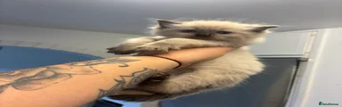 Ragdoll 1