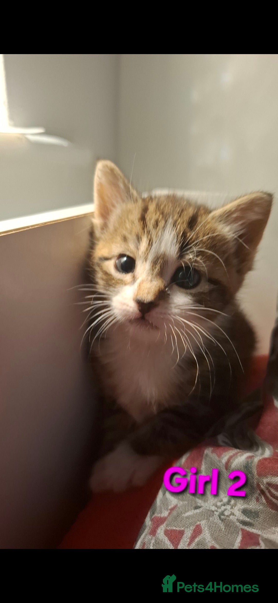 Mixed Breed cats for sale: 3 beautiful kittens for adoption  - Advert 6