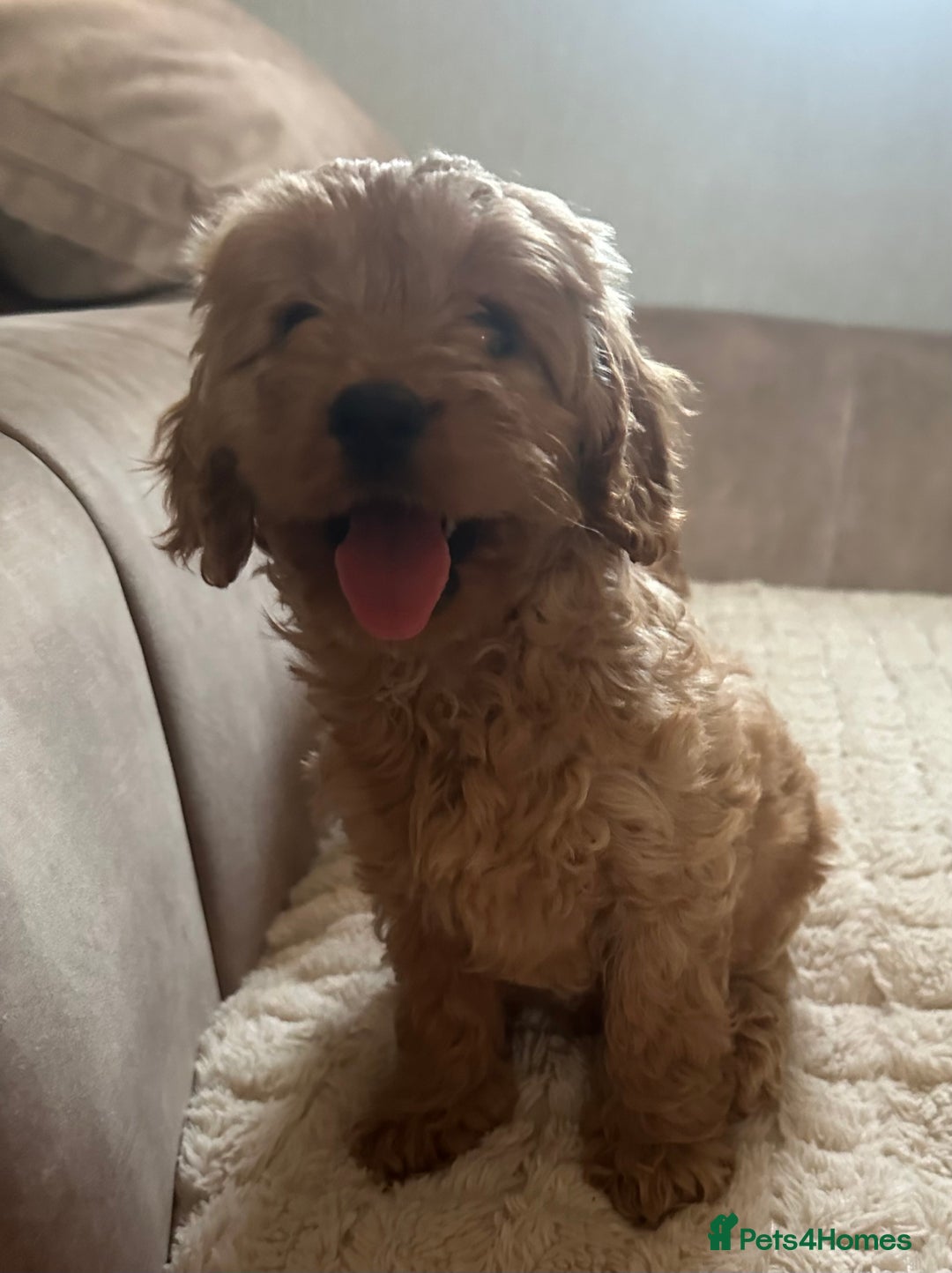 Cavapoo dogs for sale: Cavapoos from extensive health tested parents - Image 2