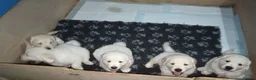 Golden Retriever dogs for sale:  ONLY 2 males left!!! Golden Retriever pups - Advert 4