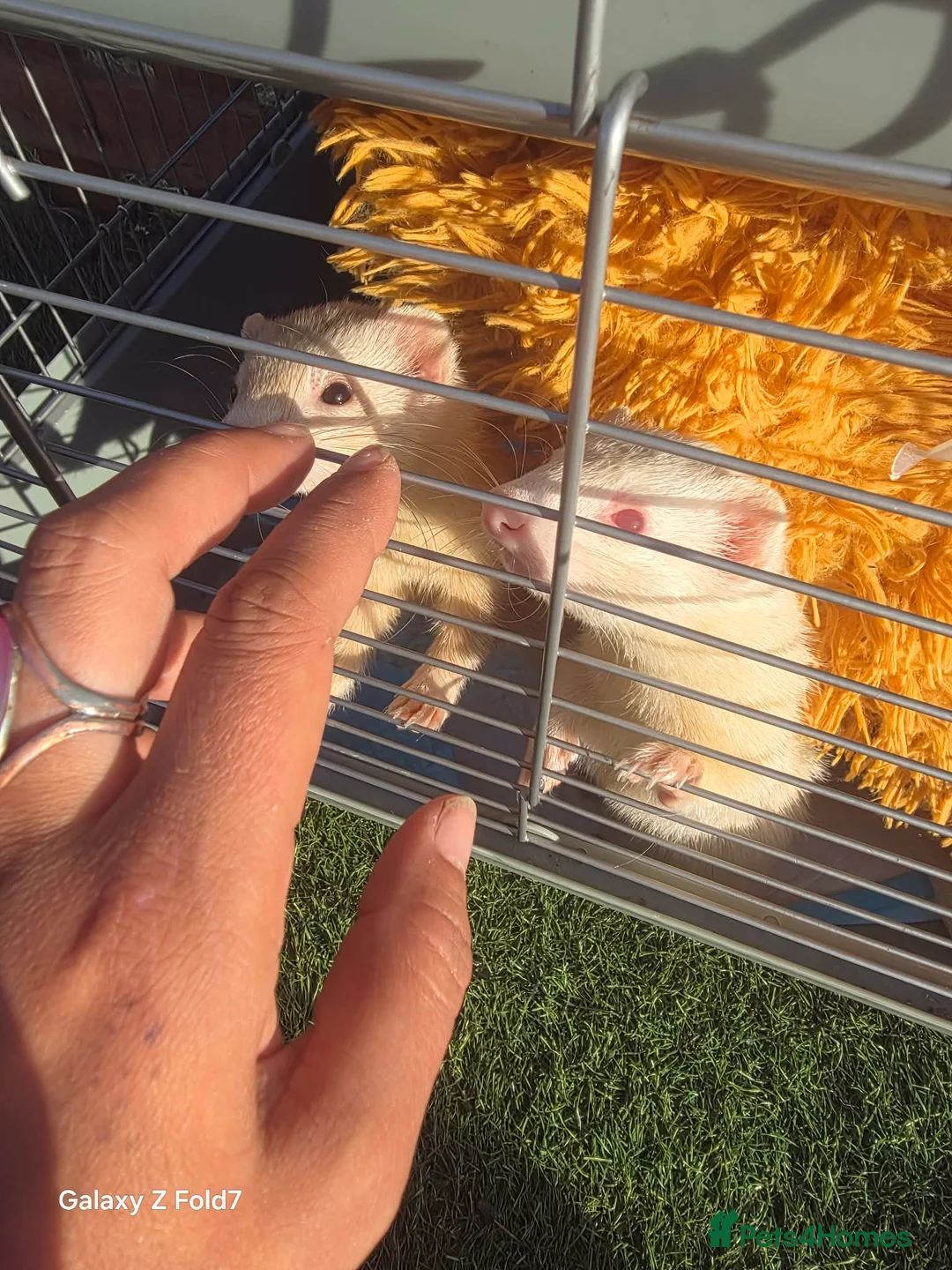 Ferret rodents for sale: 2 female ferrets  - Advert 1