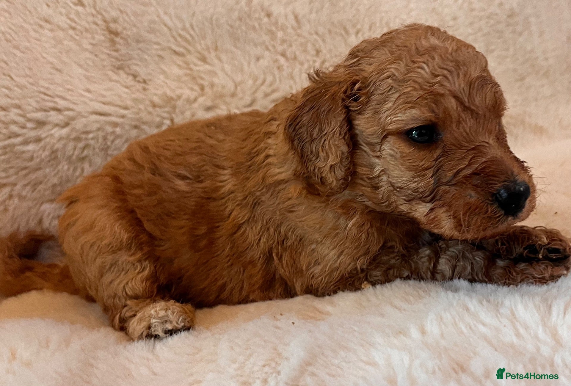 Goldendoodle dogs GoldenDoodle F1b  - Advert 2