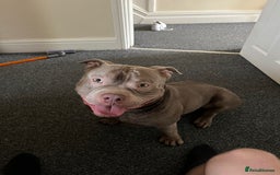American Bully dogs for sale: Loki - American bully  - Image 2