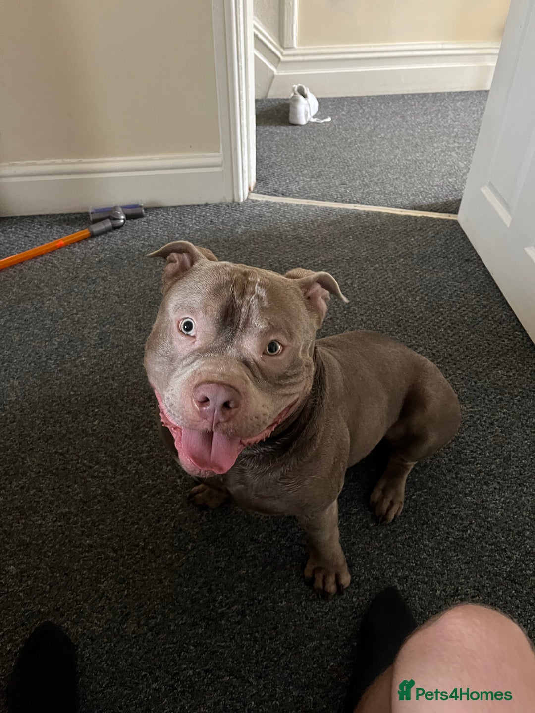 American Bully dogs for sale: Loki - American bully  - Image 2