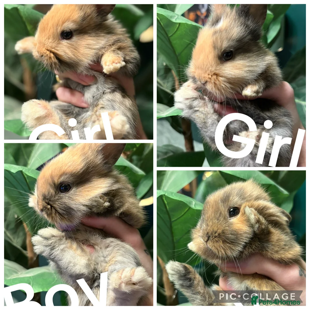 Belgian Hares rabbits for sale: 4 beautiful harlequin rabbits  - Advert 1