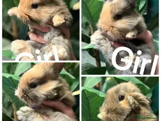 Belgian Hares rabbits 4 beautiful harlequin rabbits - Advert 1