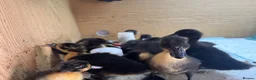 Mixed Breed poultry for sale: Cayuga x Indian Runner Ducklings - Advert 3