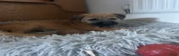 Border Terrier dogs for sale: Border Terrier in Bordon - Advert 3
