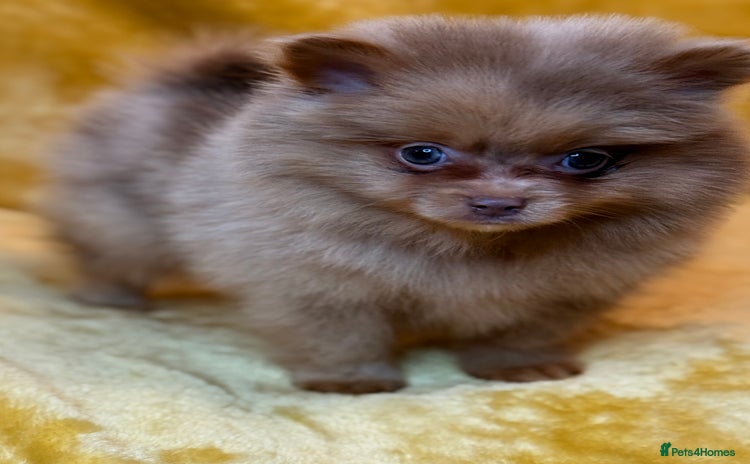Pomeranian dogs - Advert 7
