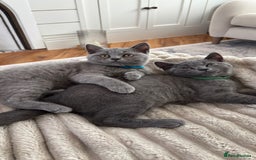 British Shorthair cats for sale: British Shorthair Kitten – Playful & Loving Boy - Image 4