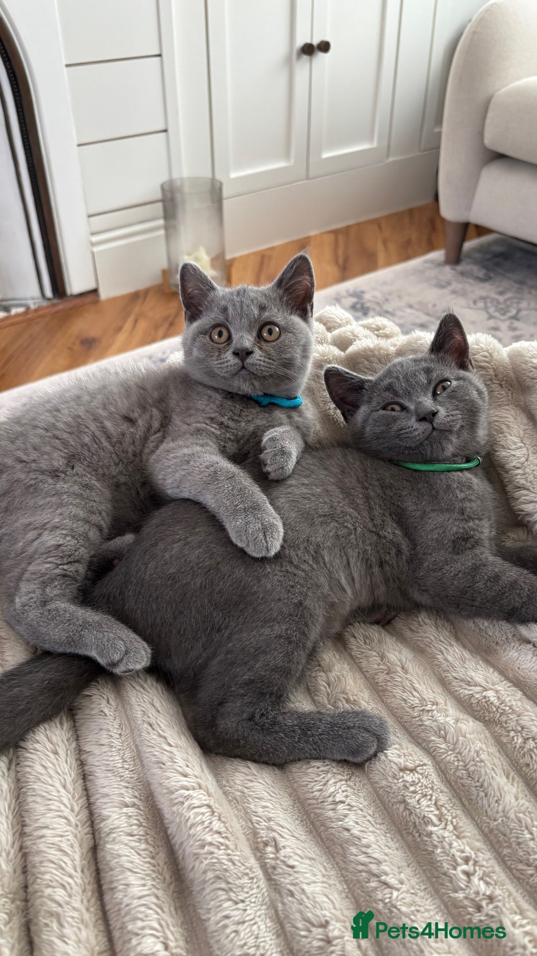 British Shorthair cats for sale: British Shorthair Kitten – Playful & Loving Boy - Image 4
