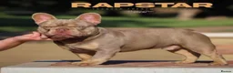 French Bulldog dogs for stud: French bulldog stud new shade Isabella & Tan - Advert 13