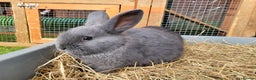 Mixed Breed rabbits for sale: Beautiful Rabbits - READY TO RESERVE - Advert 1