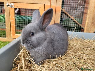 Mixed Breed rabbits Beautiful Rabbits - READY TO RESERVE - Advert 12