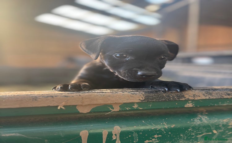 Patterdale Terrier dogs Patterdale puppy  - Advert 4