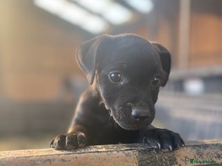 Patterdale Terrier dogs Patterdale puppy - Advert 3