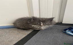 Mixed Breed cats for sale: Beautiful kittens ready now  - Image 3