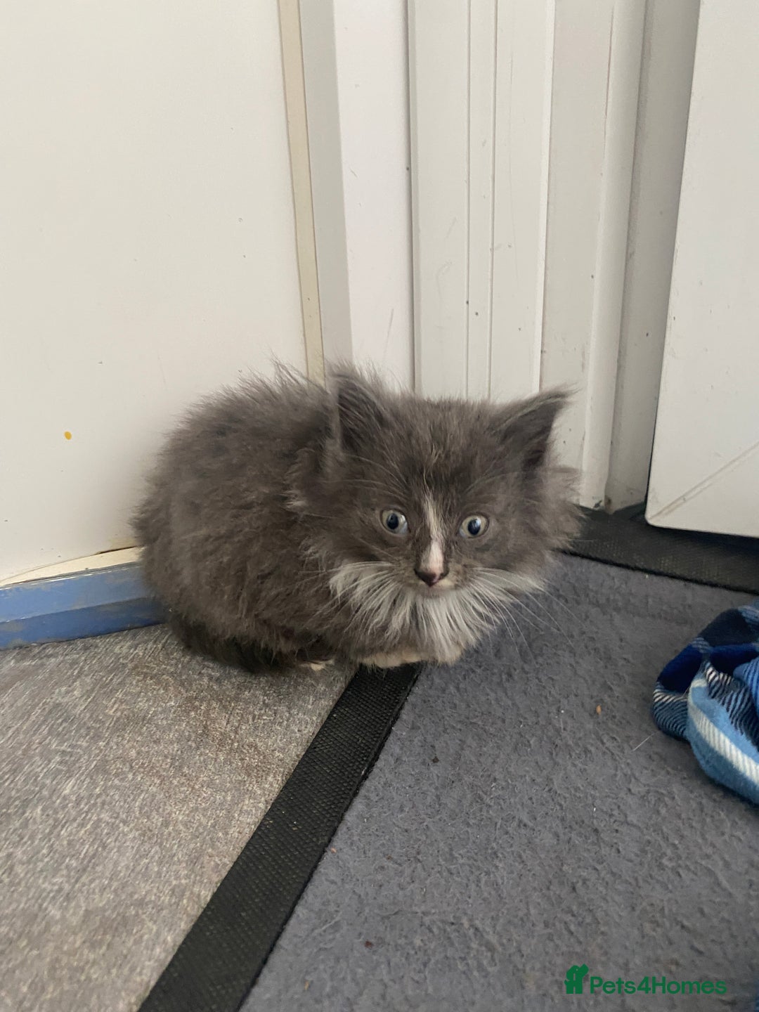 Mixed Breed cats for sale: Beautiful kittens ready now  - Image 3