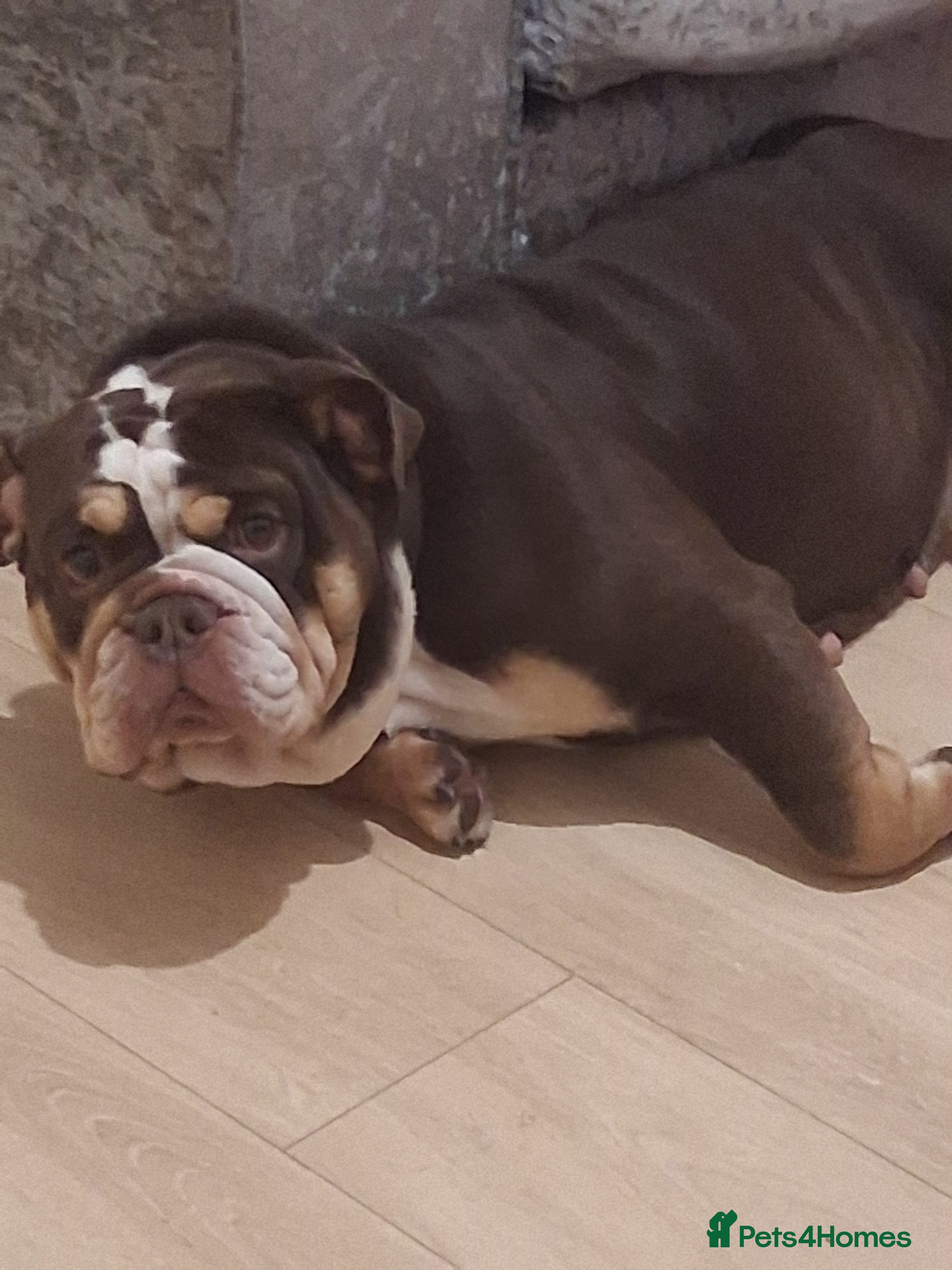 English Bulldog dogs Female bulldog  - Advert 1