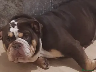 English Bulldog dogs Female bulldog - Advert 11