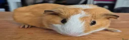 Guinea Pig rodents for sale: Bonny teddies guinea pigs - Advert 4