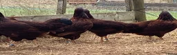 Chickens poultry for sale: Rhode Island Red - Advert 12