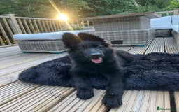 German Shepherd dogs for sale: Dark German Shepherd Females - Image 10