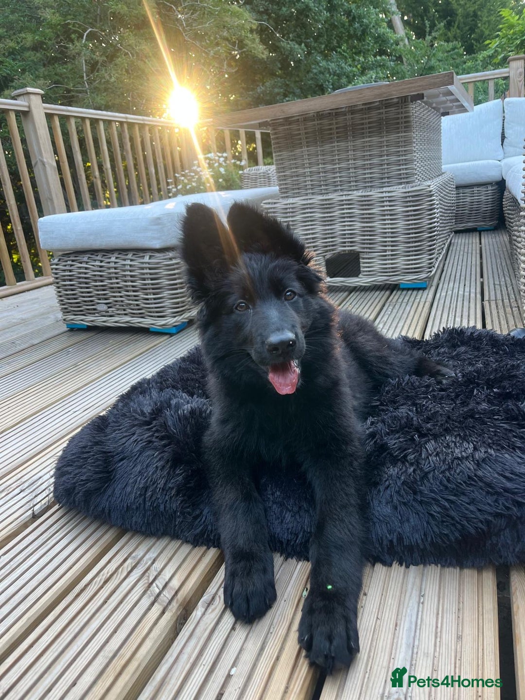 German Shepherd dogs for sale: Dark German Shepherd Females - Image 10