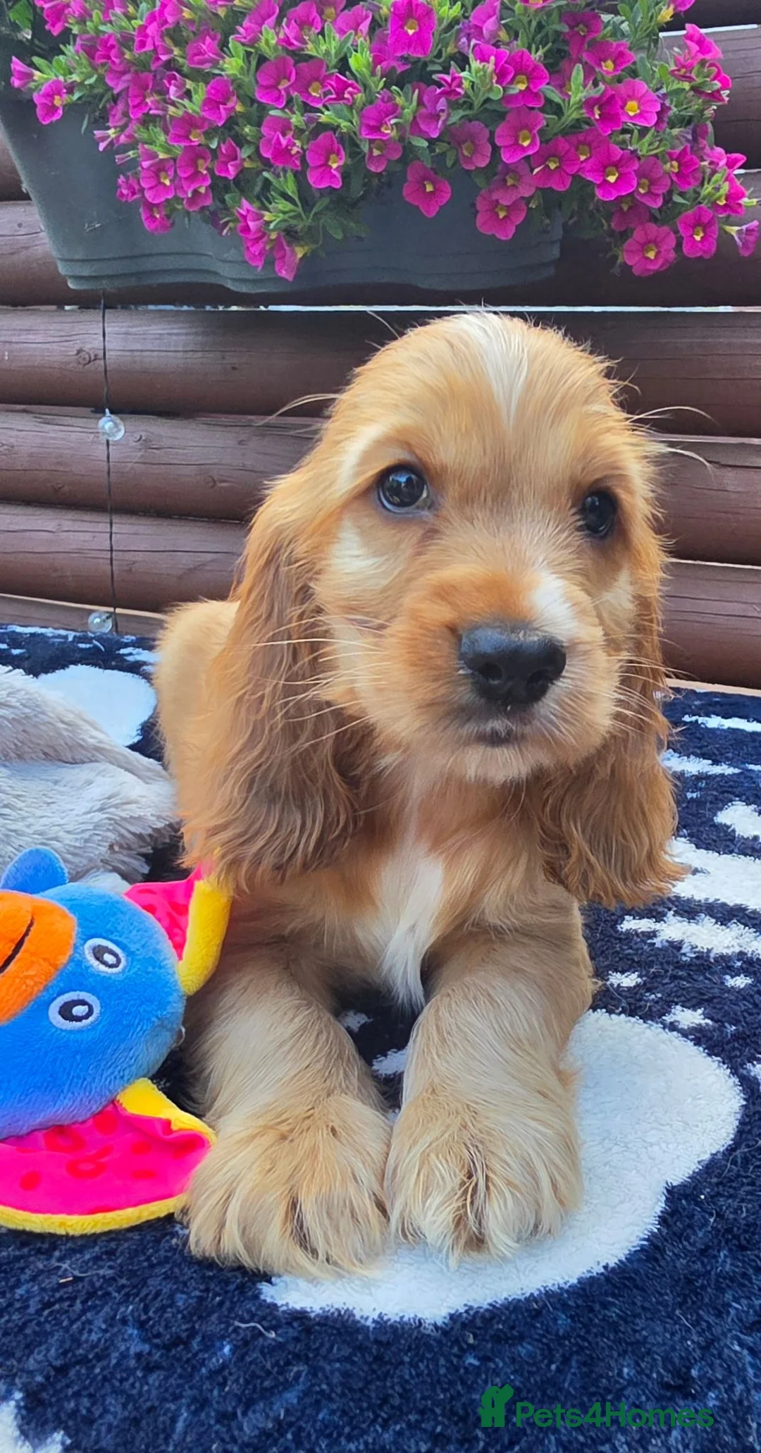 Cocker Spaniel dogs for sale: Show type Cocker spaniels  - Advert 1