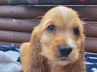 Cocker Spaniel dogs Show type Cocker spaniels - Advert 12